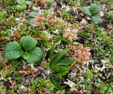 Tofieldia coccinea