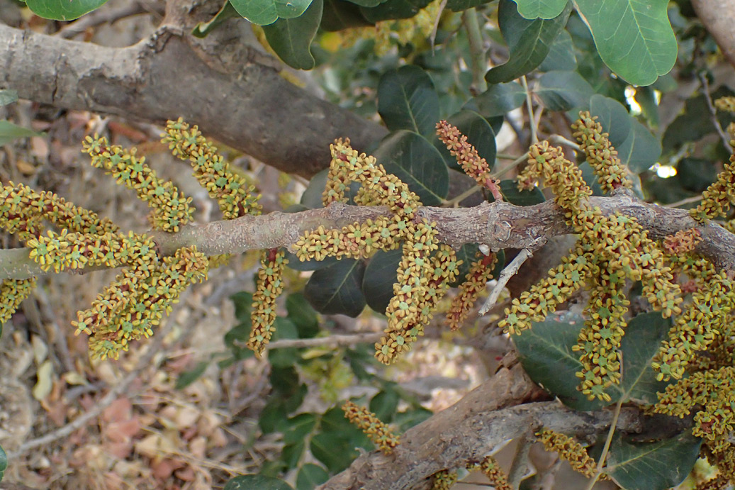 Изображение особи Ceratonia siliqua.