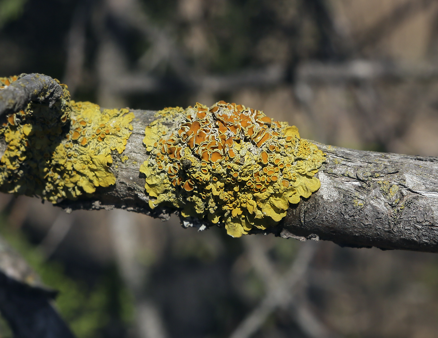 Изображение особи Xanthoria parietina.