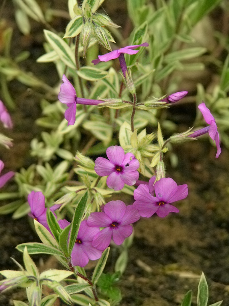 Image of Phlox &times; procumbens specimen.