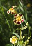 Mimulus guttatus. Верхушка цветущего растения. Мурманск, МАГУ, в культуре на клумбе. 07.09.2017.