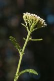 Achillea millefolium. Верхушка побега с соцветием. Псковская обл., ок. 1 км к ю.-з. от дер. Лудони у федеральной трассы М20, елово-сосновый лес, оборудованная для отдыха поляна. 09.08.2017.