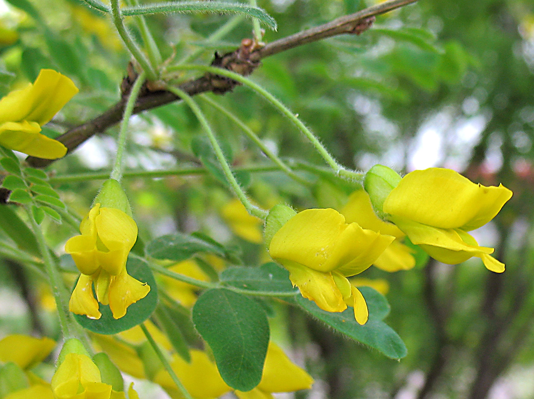 Изображение особи Caragana arborescens.