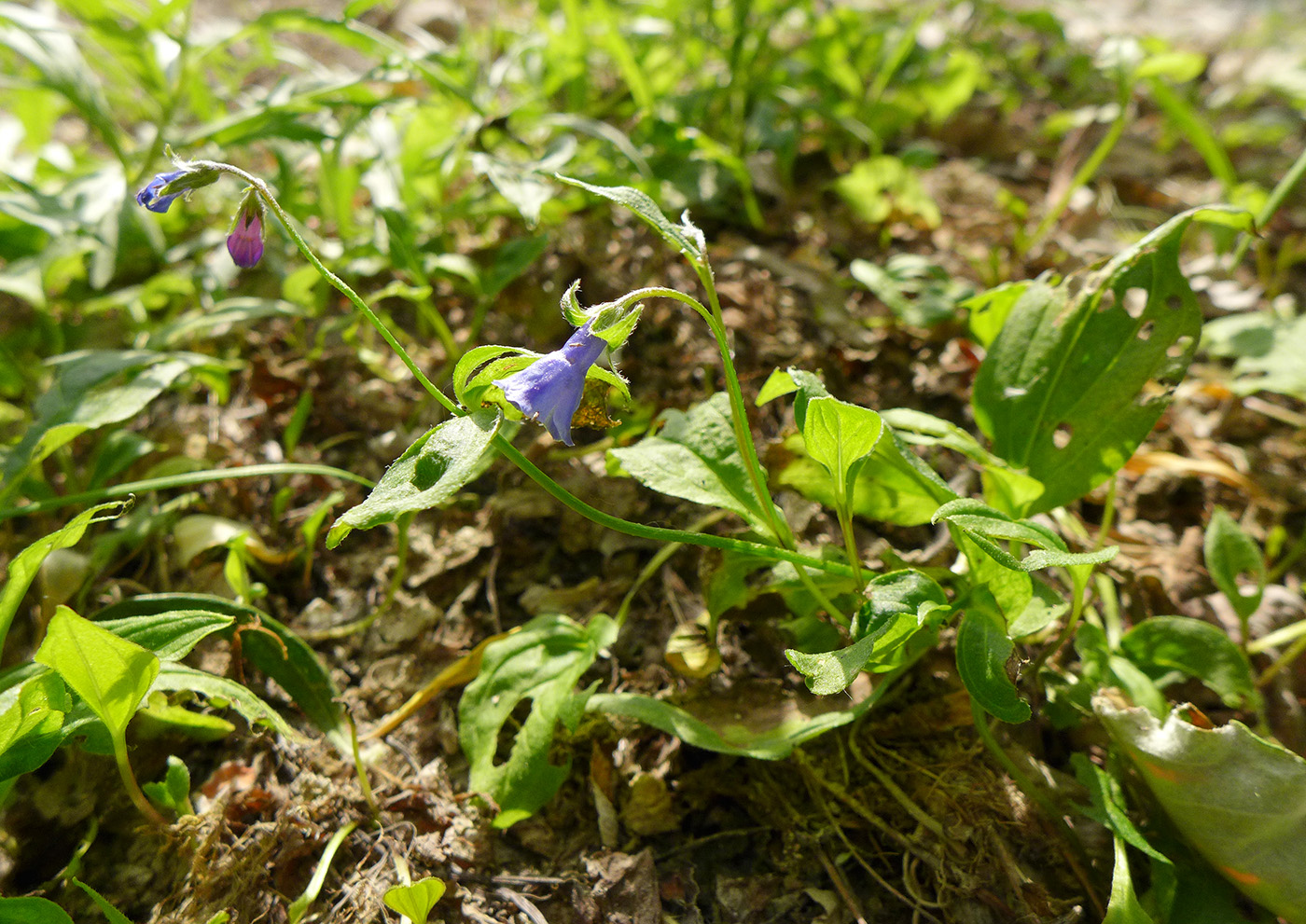 Image of Mertensia pubescens specimen.