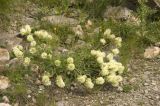 Trifolium canescens. Цветущее растение. Кабардино-Балкария, Эльбрусский р-н, склон г. Чегет. Начало августа 2010 г.