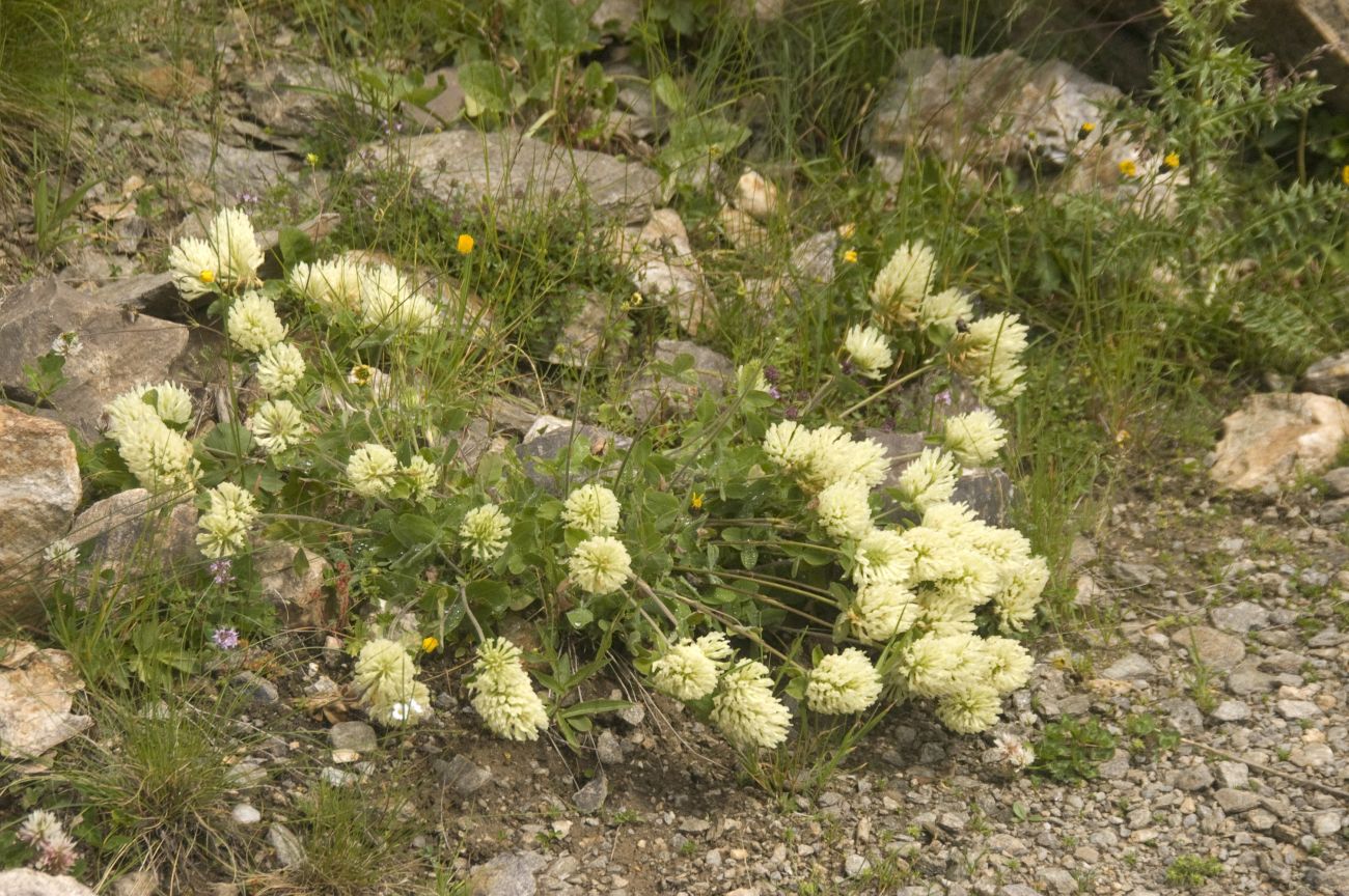 Изображение особи Trifolium canescens.