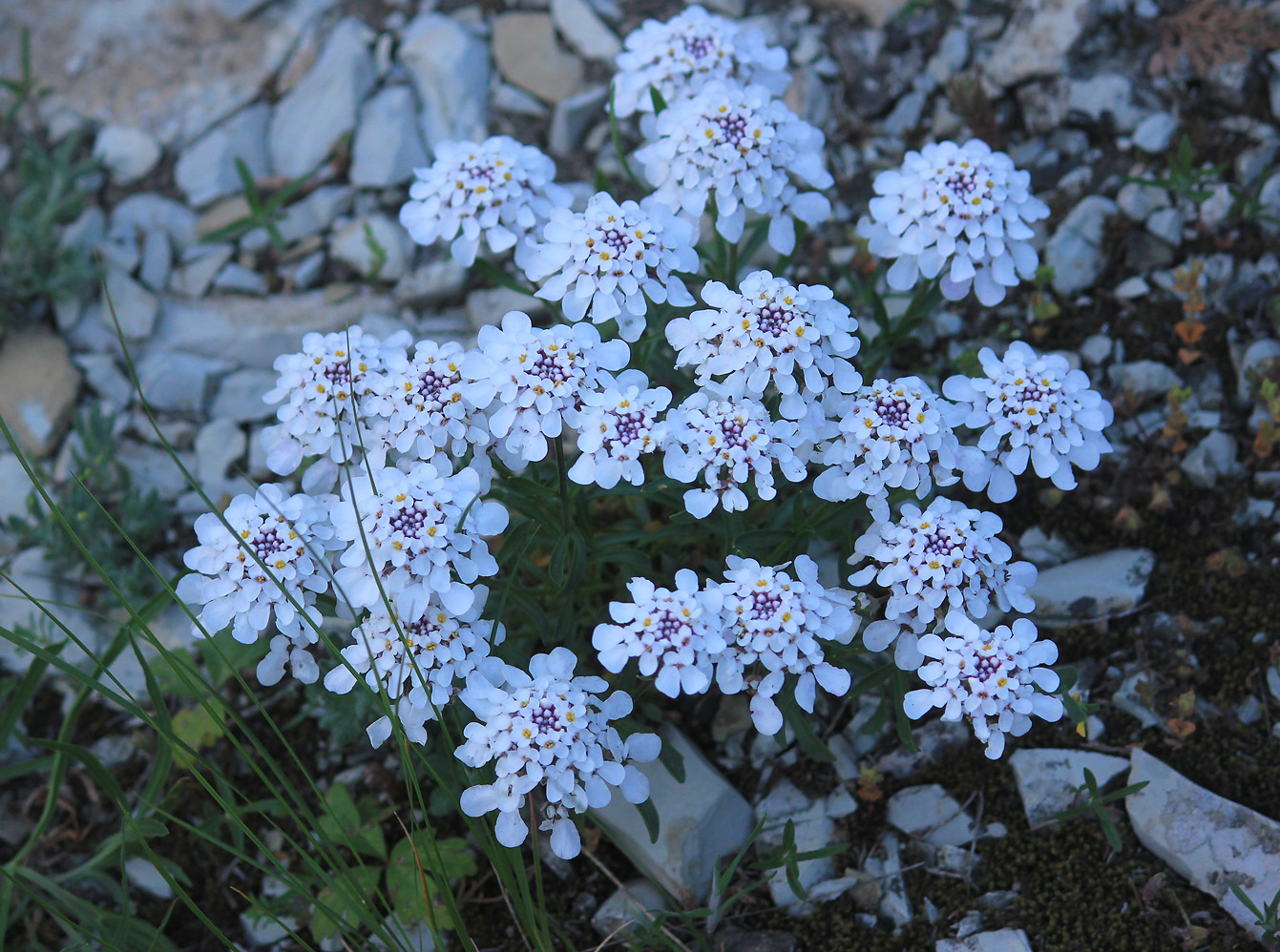 Image of Iberis simplex specimen.