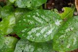 Symphytum grandiflorum