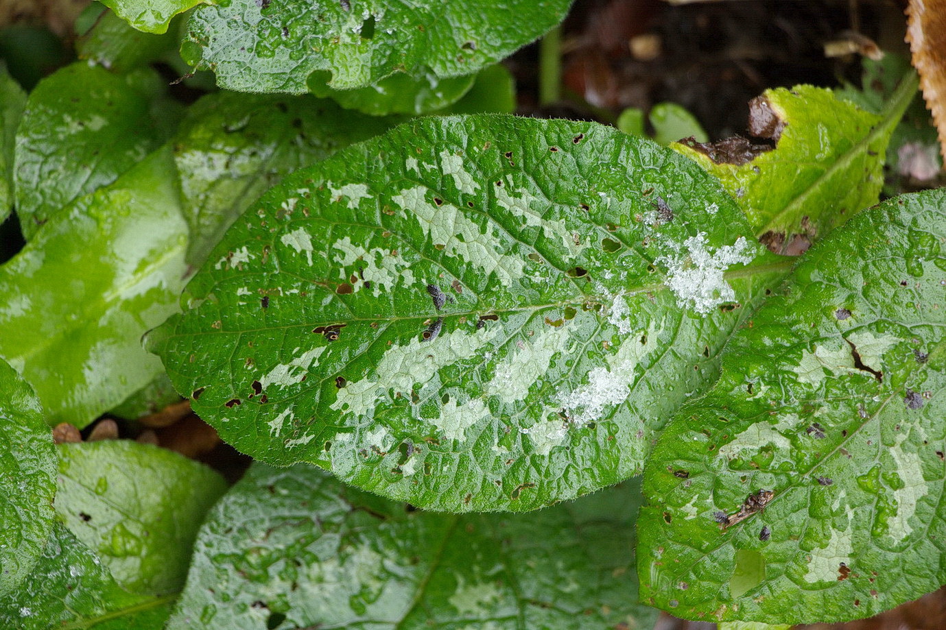 Изображение особи Symphytum grandiflorum.