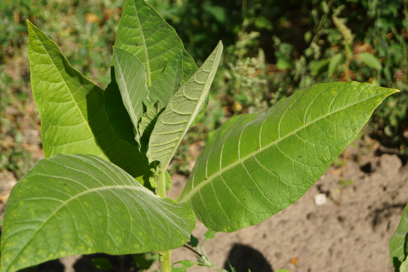 Изображение особи Nicotiana tabacum.