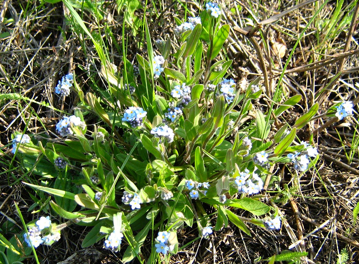 Image of genus Myosotis specimen.