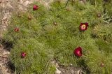 Paeonia tenuifolia. Цветущие растения. Крым, Ай-Петринская яйла, окр. скалы Биюк-Исар. Начало мая 2010 г.