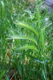 Hordeum leporinum