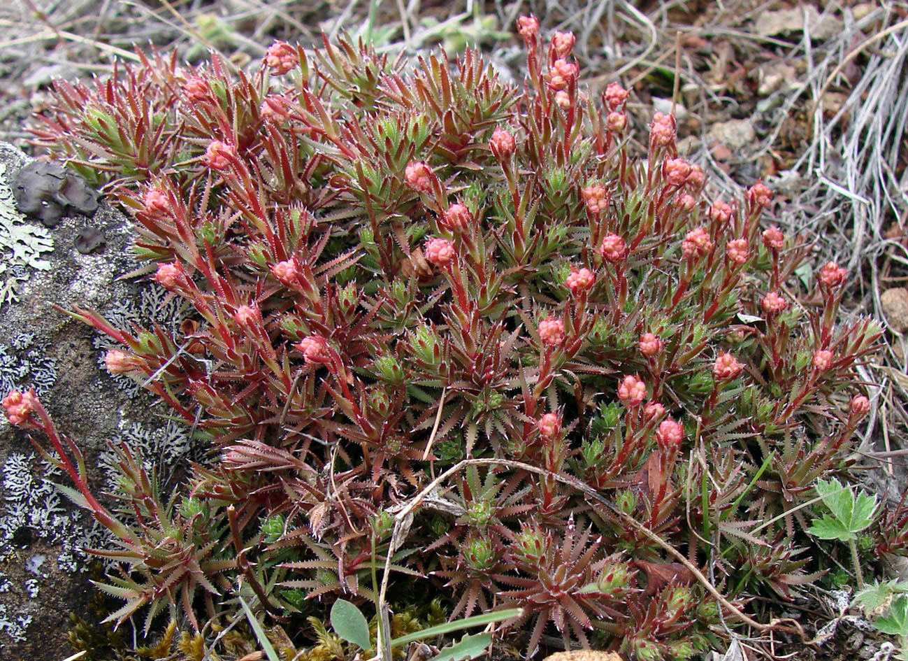 Image of Saxifraga bronchialis specimen.