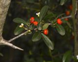 Pyracantha rogersiana