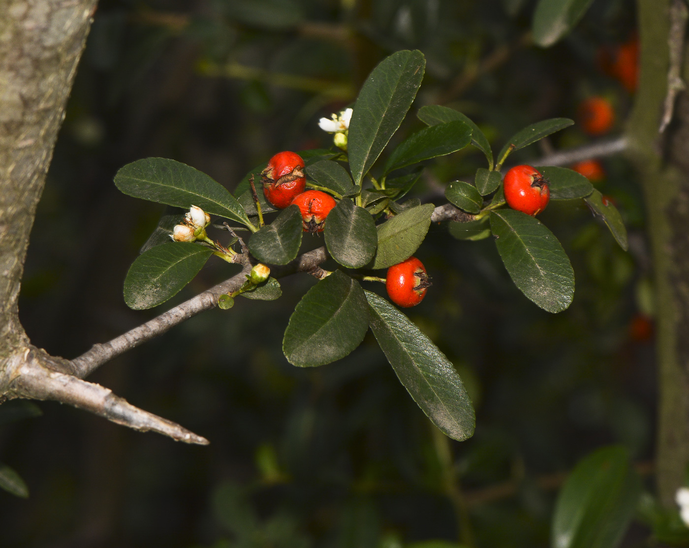 Image of Pyracantha rogersiana specimen.