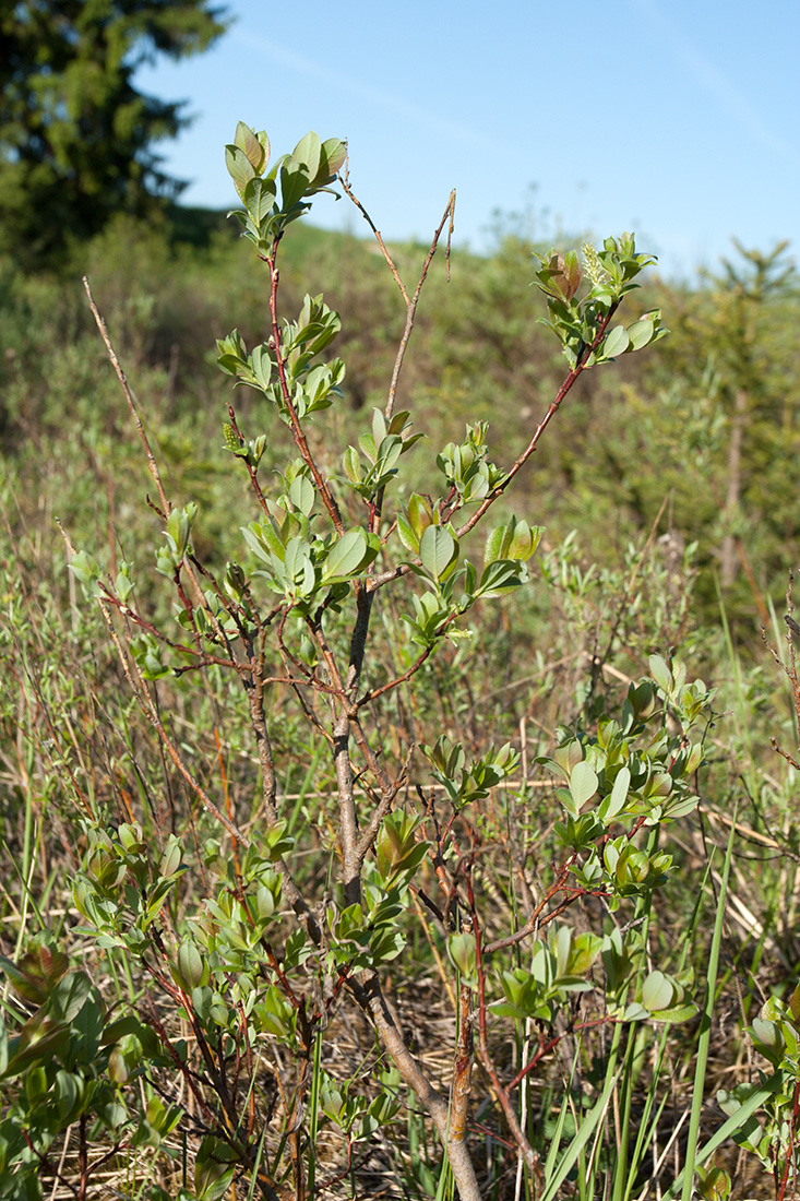 Изображение особи Salix starkeana.