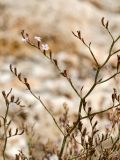 Limonium roridum. Часть соцветия. Греция, о-в Крит, ном Ханья (Νομός Χανίων), дим Ханья (Δήμος Χανίων), полуостров Акротири (Ακρωτήρι), скалистый берег Эгейского моря. 30 июня 2017 г.