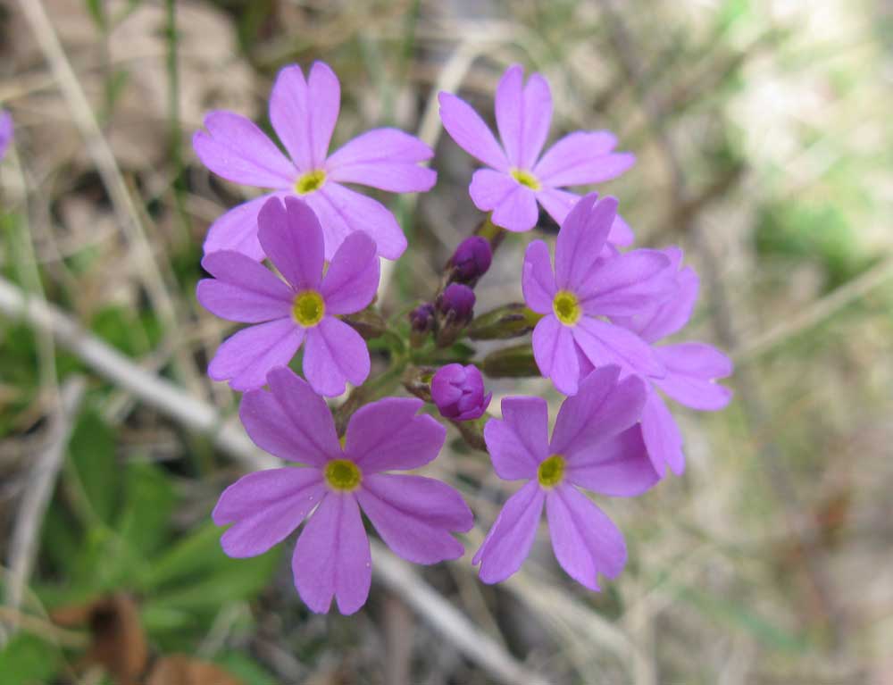 Изображение особи Primula serrata.