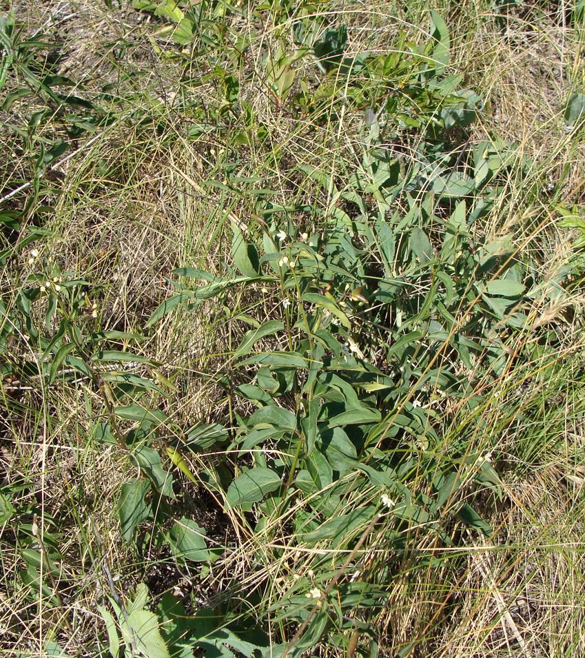 Image of Vincetoxicum hirundinaria specimen.