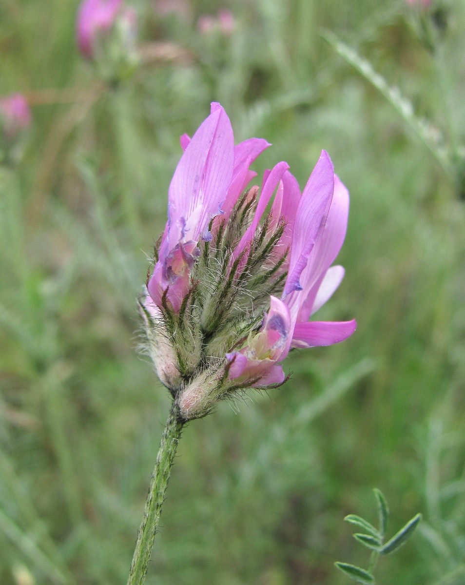 Изображение особи Astragalus bungeanus.