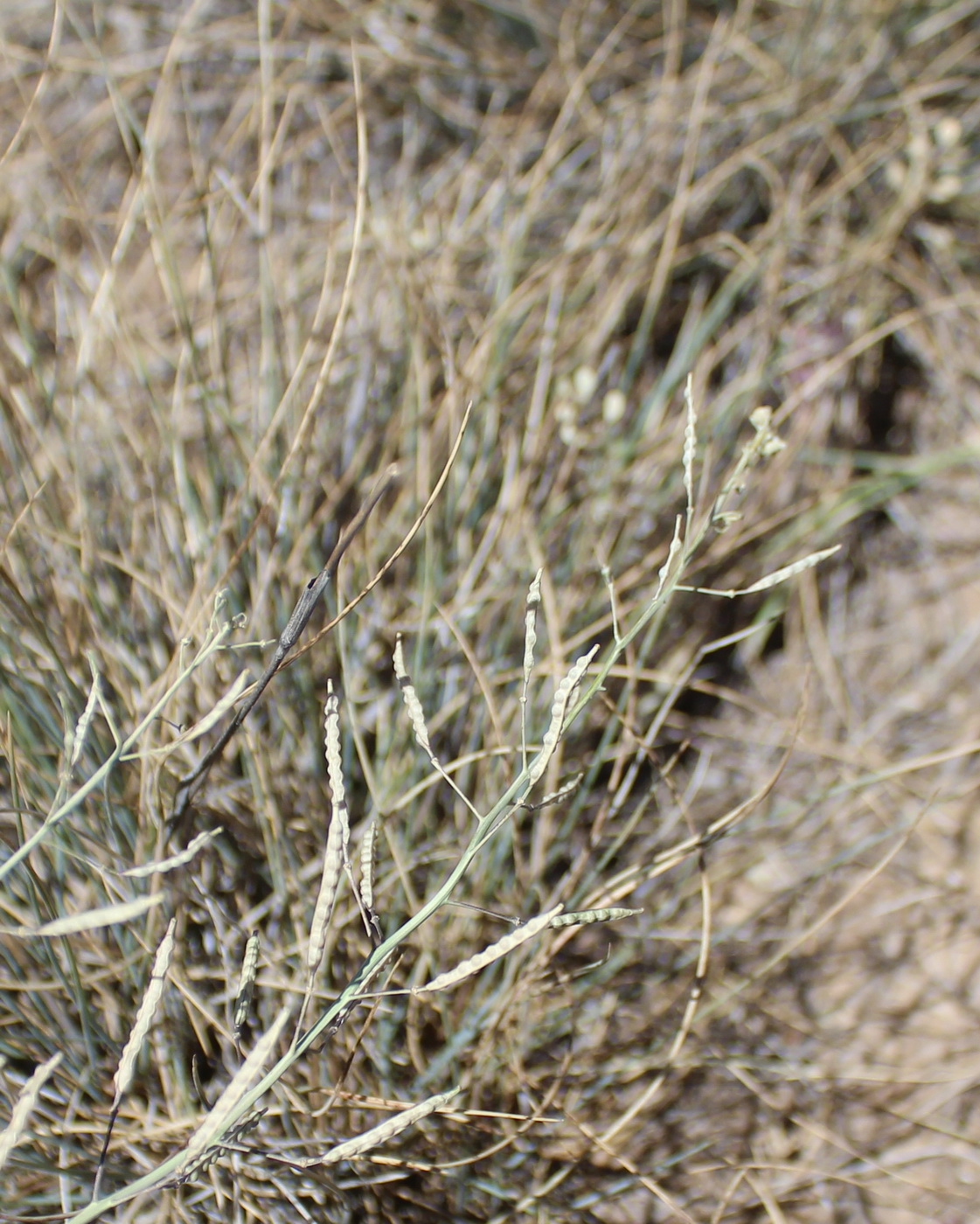 Image of Erucastrum armoracioides specimen.
