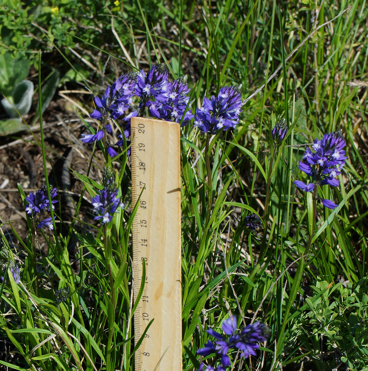 Image of Polygala comosa specimen.