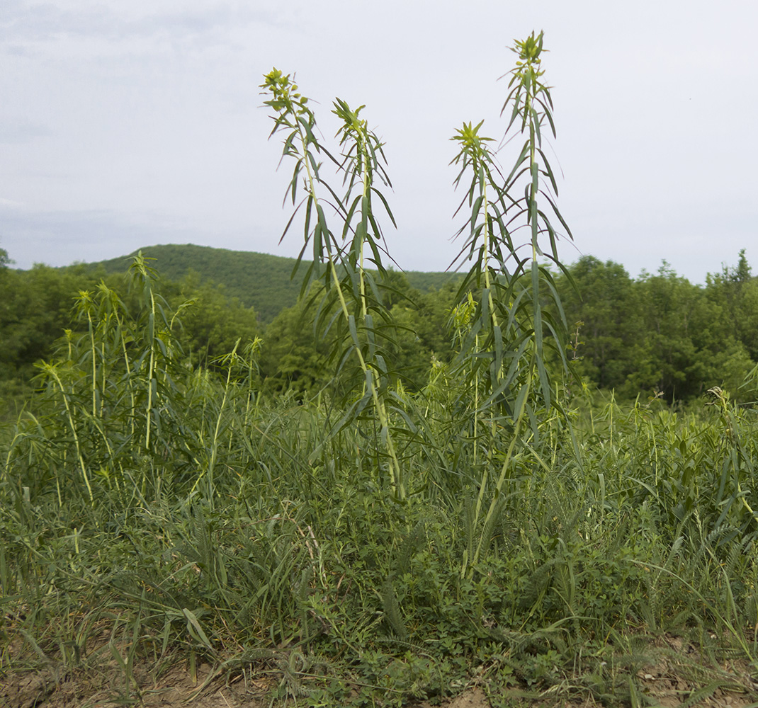 Image of Euphorbia virgata specimen.