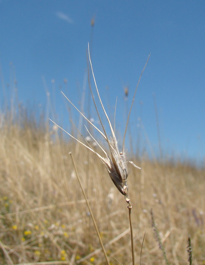 Image of Dasypyrum villosum specimen.