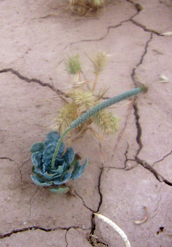 Изображение особи Glaucium squamigerum.