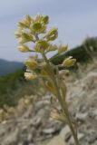 Alyssum alyssoides. Верхушка плодоносящего растения. Краснодарский край, Северский р-н, гора Собер-Баш, ≈ 700 м н.у.м., скальное обнажение. 05.05.2018.