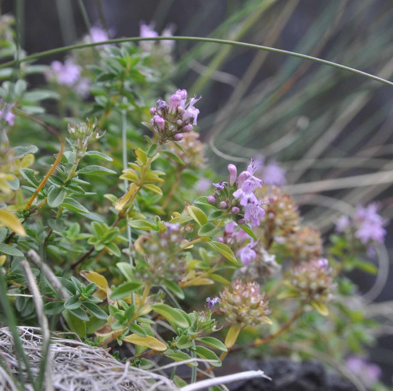 Изображение особи род Thymus.