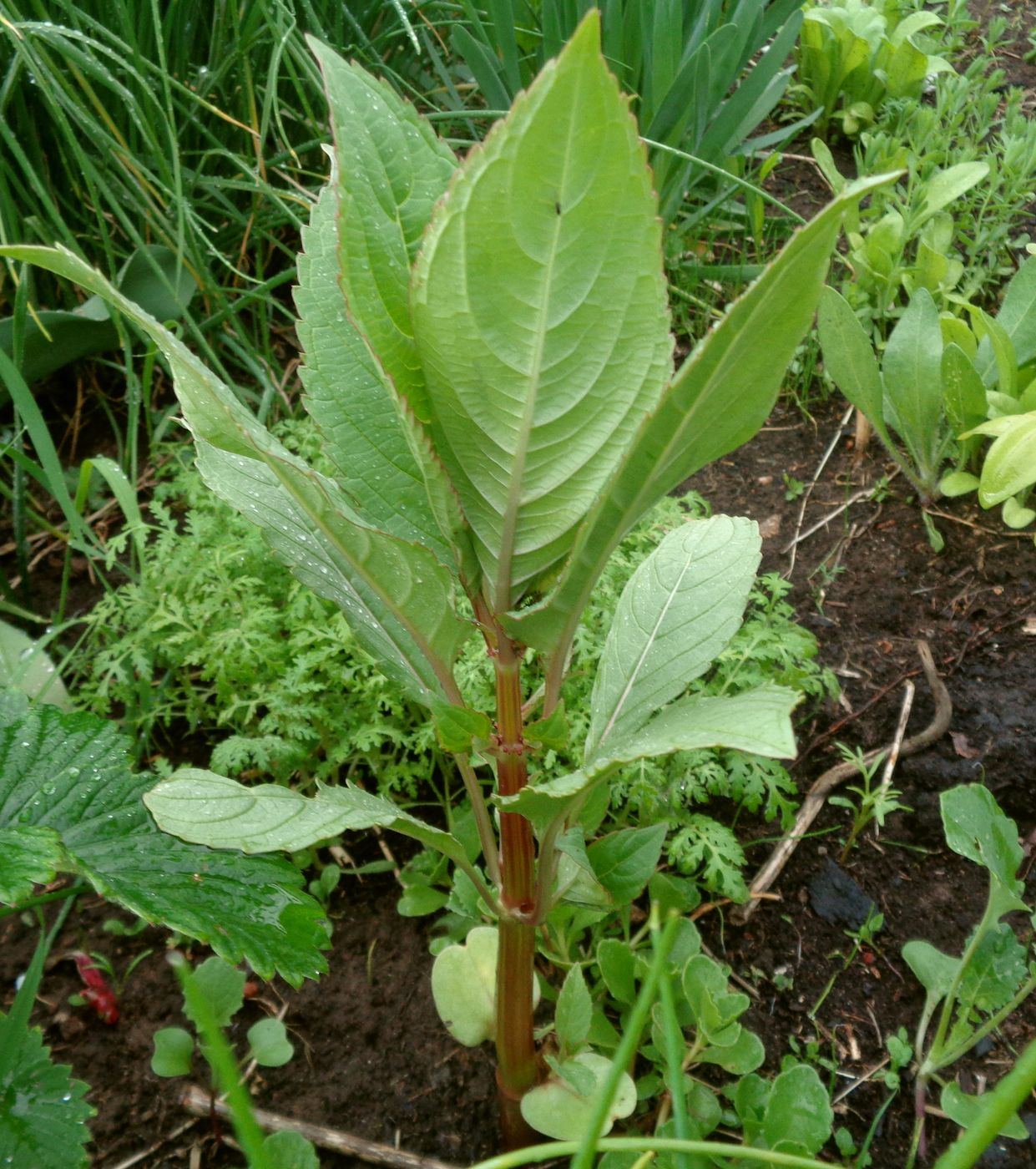 Image of Impatiens glandulifera specimen.