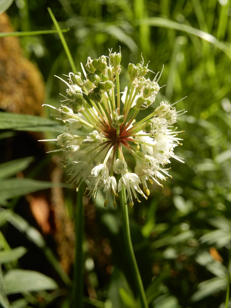 Image of Allium microdictyon specimen.