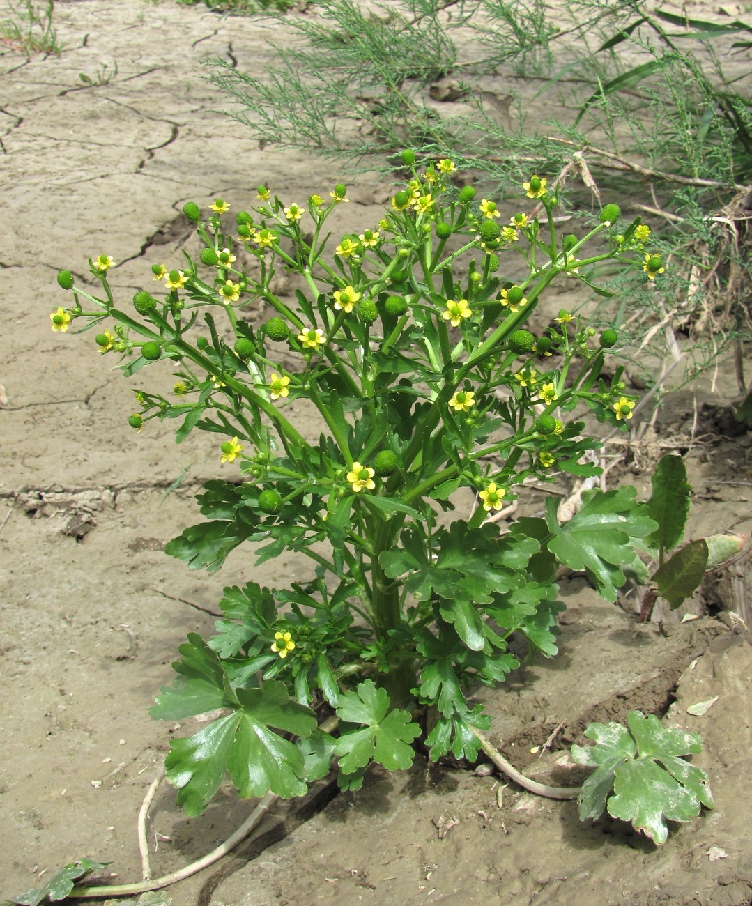 Image of Ranunculus sceleratus specimen.