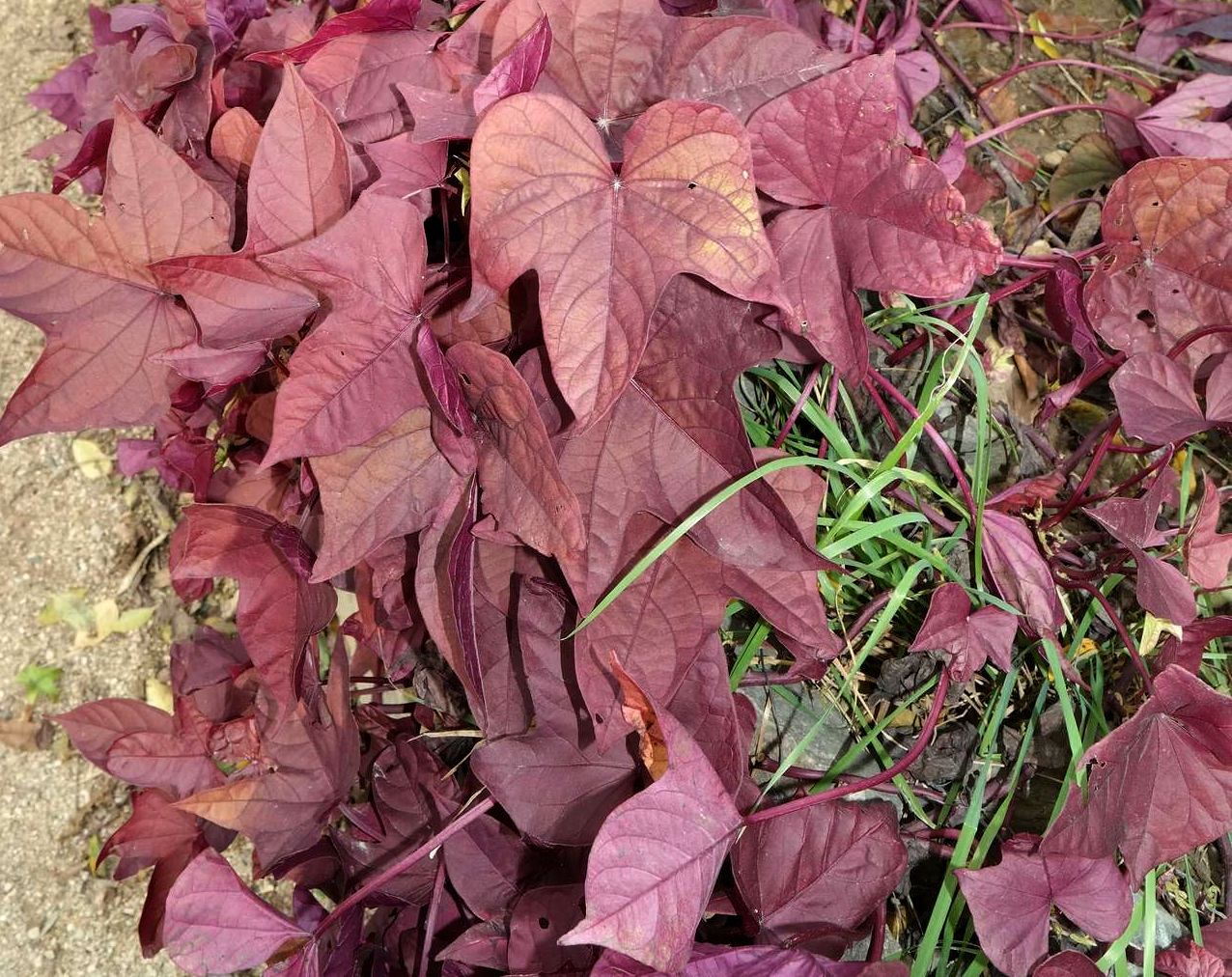 Изображение особи Ipomoea batatas.