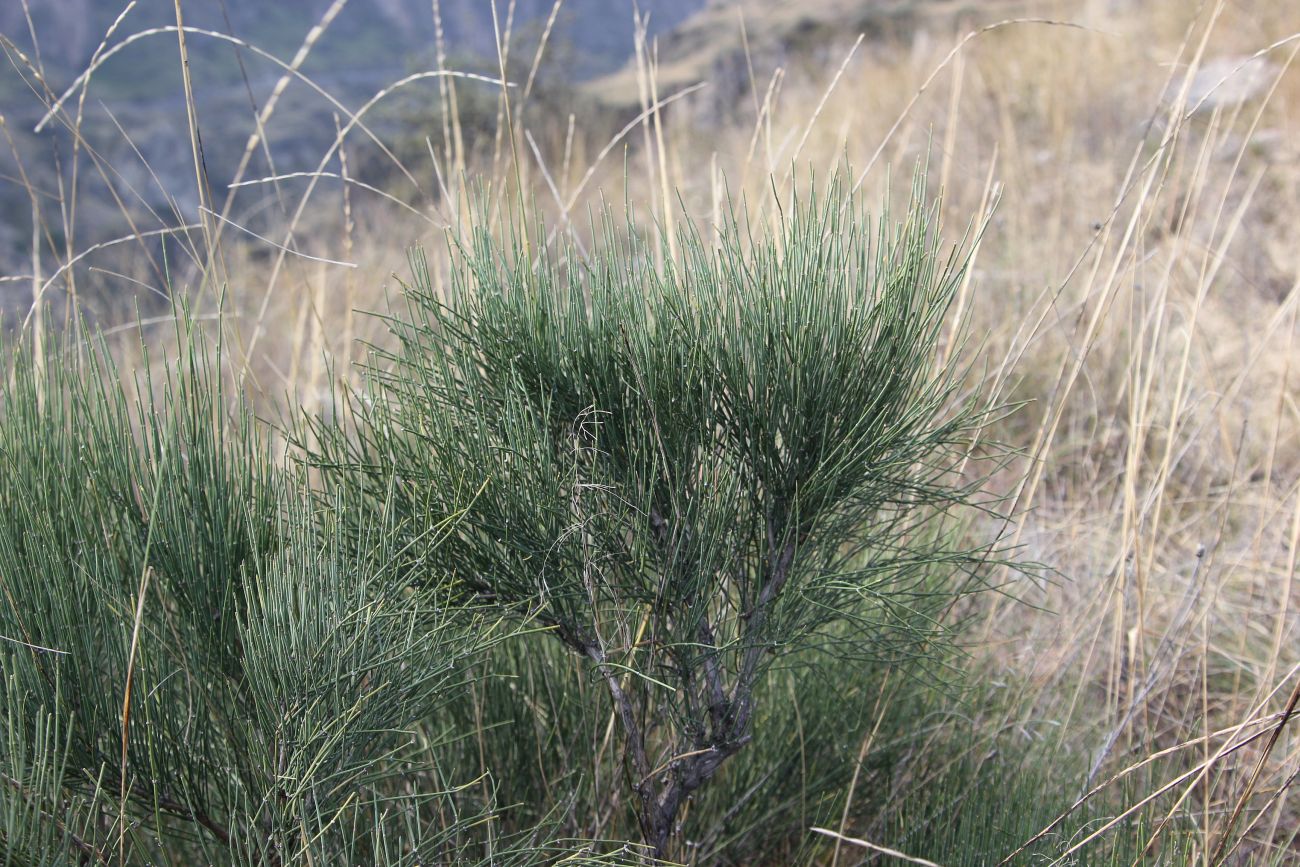 Image of Ephedra procera specimen.