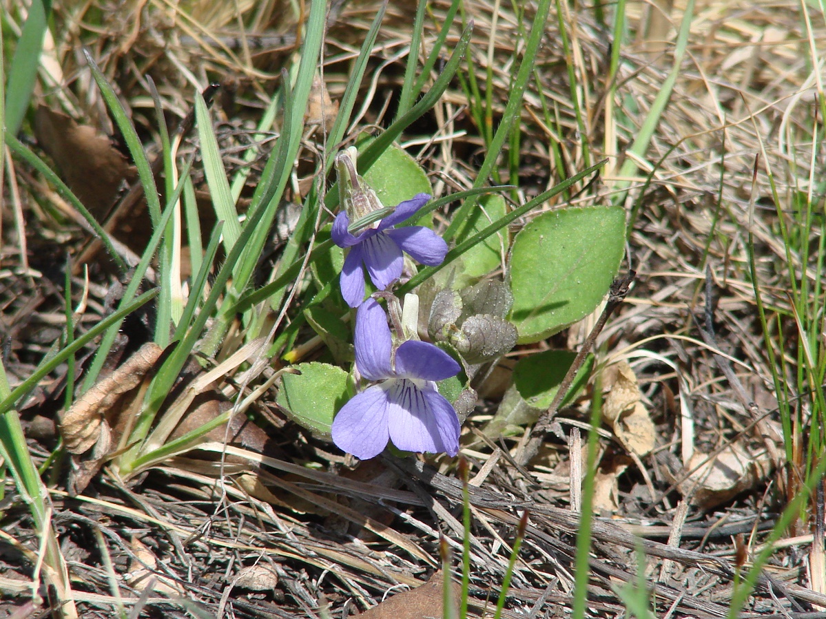 Image of Viola rupestris specimen.