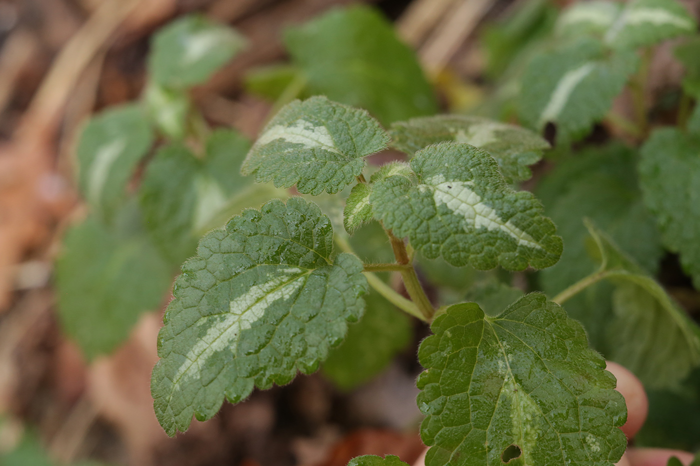 Изображение особи Lamium maculatum.