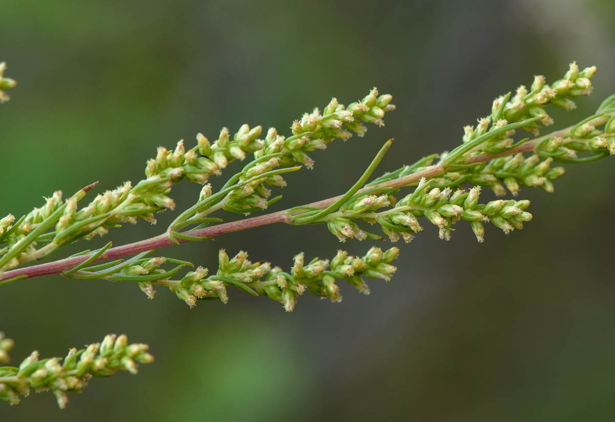 Image of Artemisia marschalliana specimen.