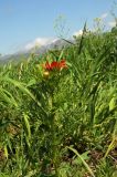 Adonis parviflora