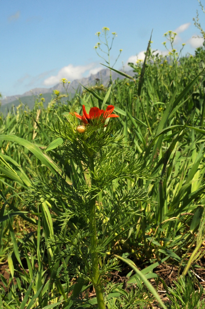 Изображение особи Adonis parviflora.