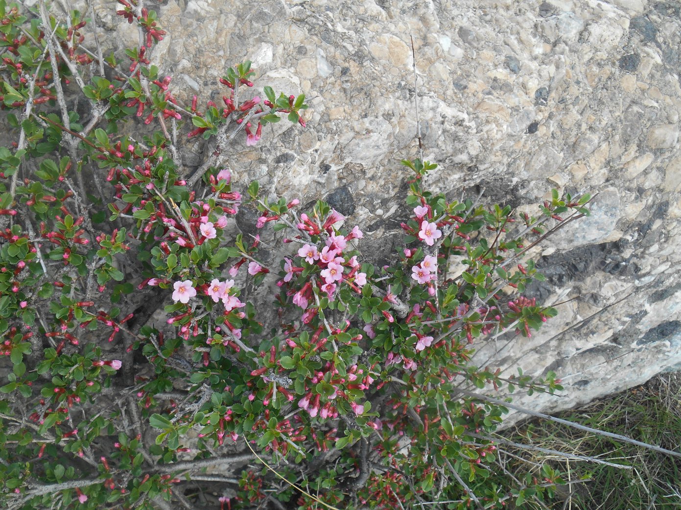 Image of Cerasus verrucosa specimen.