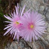 Lampranthus falcatus
