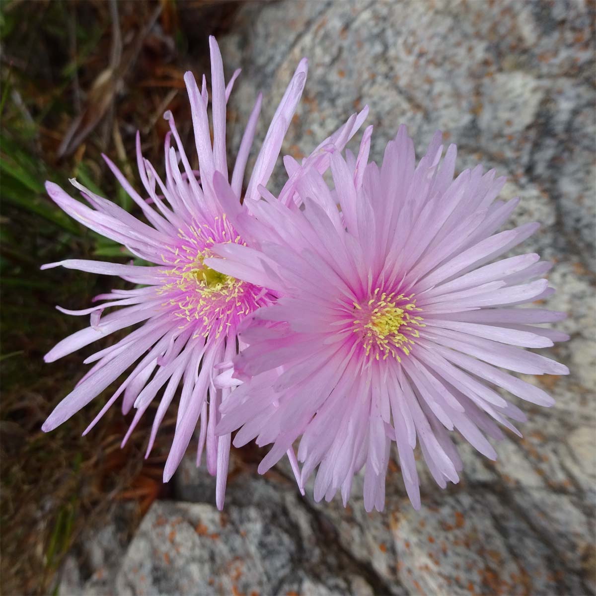 Image of Lampranthus falcatus specimen.