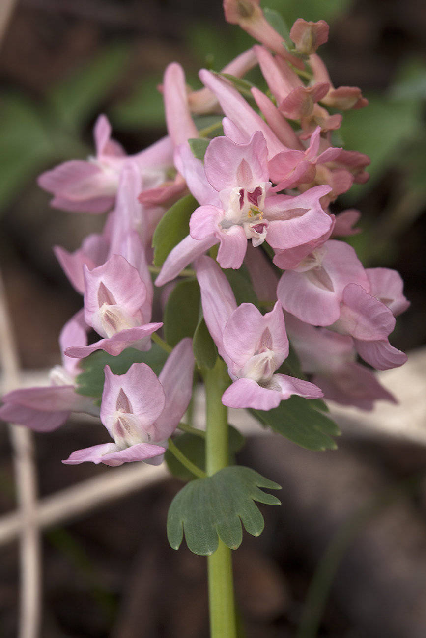 Image of Corydalis solida specimen.