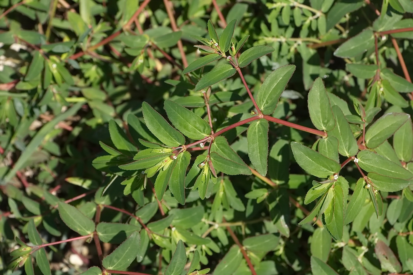 Изображение особи Euphorbia nutans.