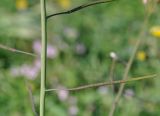 Brassica tournefortii