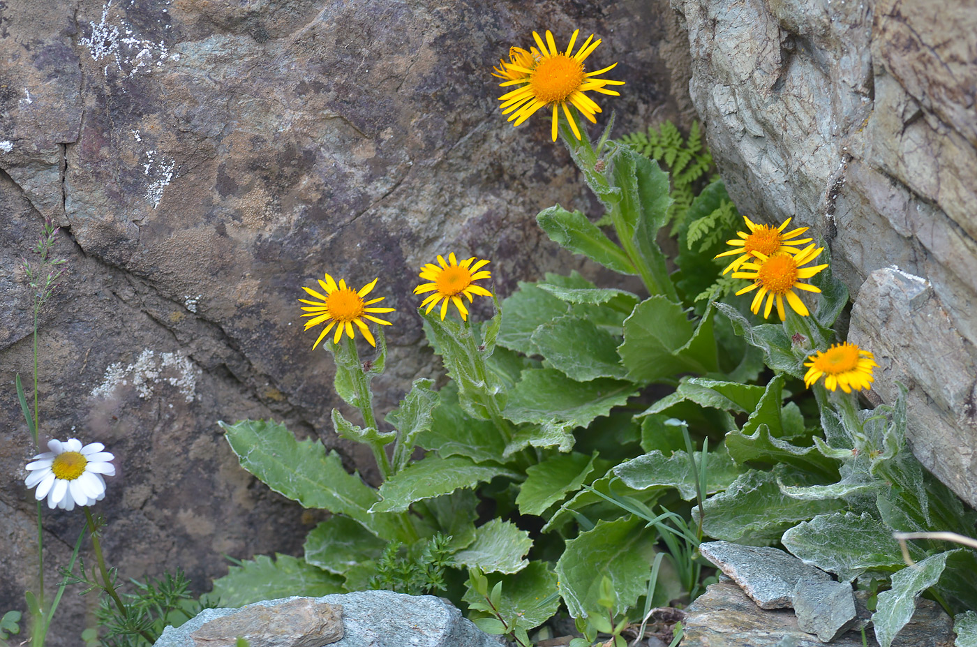 Image of Tephroseris karjaginii specimen.