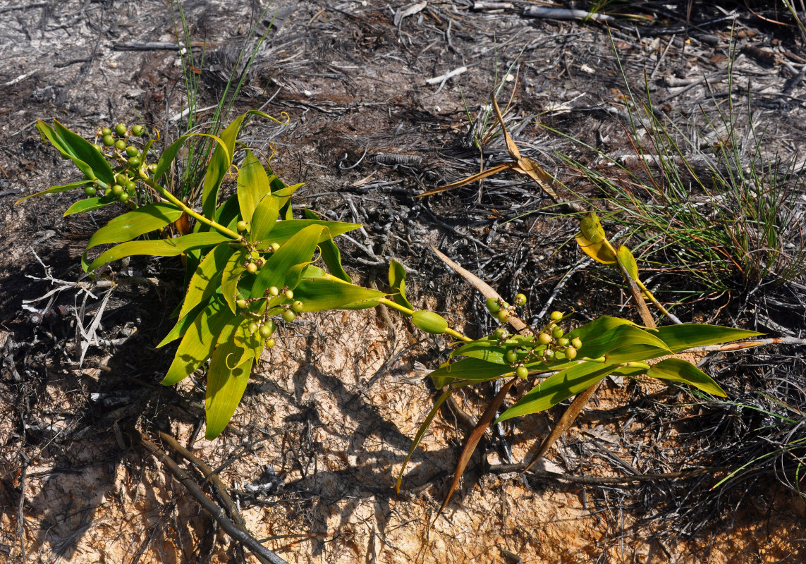 Изображение особи Flagellaria indica.